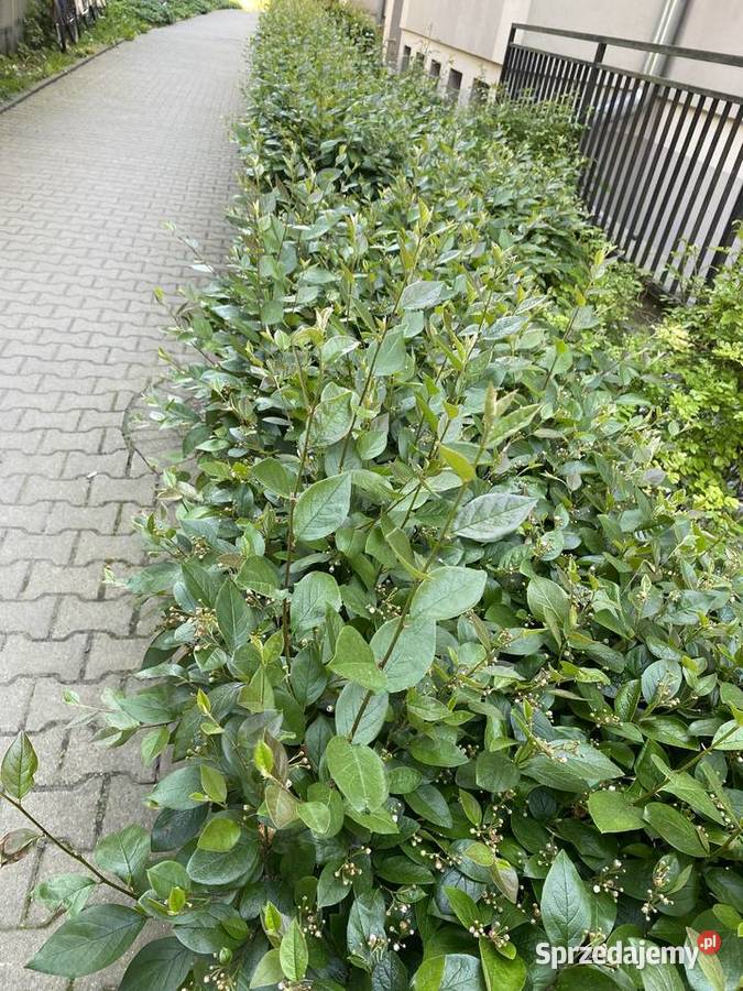 irga błyszcząca Kraków
