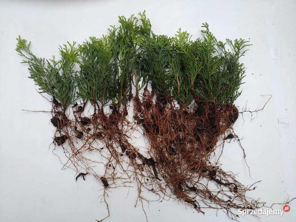 Tuja Smaragd około 15 sadzonka goły korzeń Wawrzeńczyce
