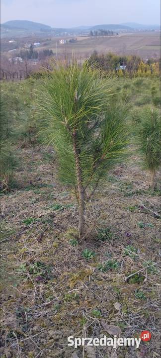 Sosna Czarna Austriacka Sosna Piramidalna Pinus sprzedam