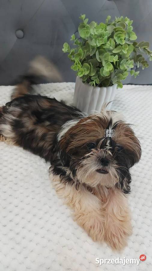 wesoły piesek shih tzu Brzeg Dolny