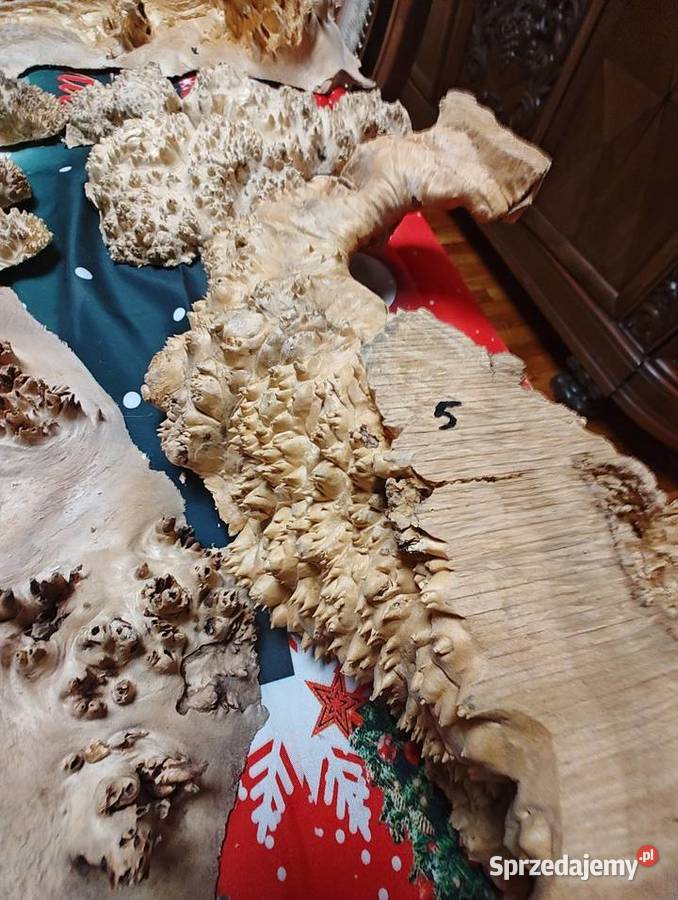 Topola Czeczota Nowy Tomyśl sprzedam