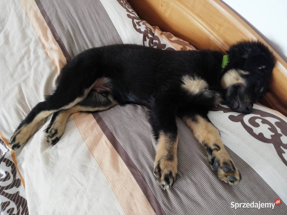 Piesek Tobi Łańcut