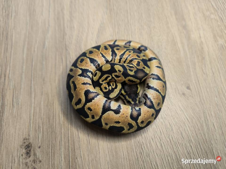 Pyton królewski Orange dream Pastel pH Clown