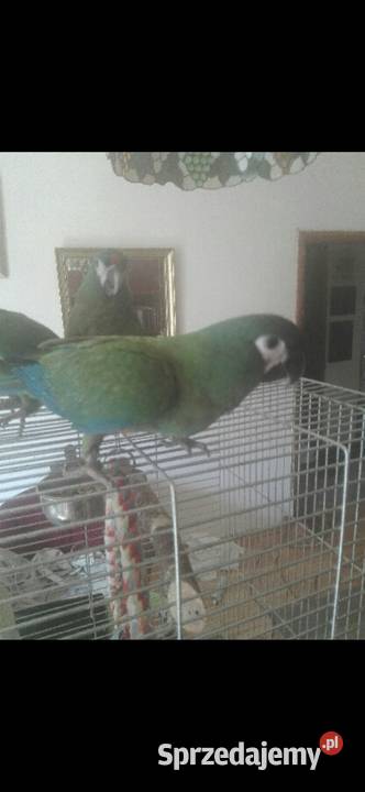 Ara Marakana Recznie Wykarmiona Samica 2025r DNA sprzedam