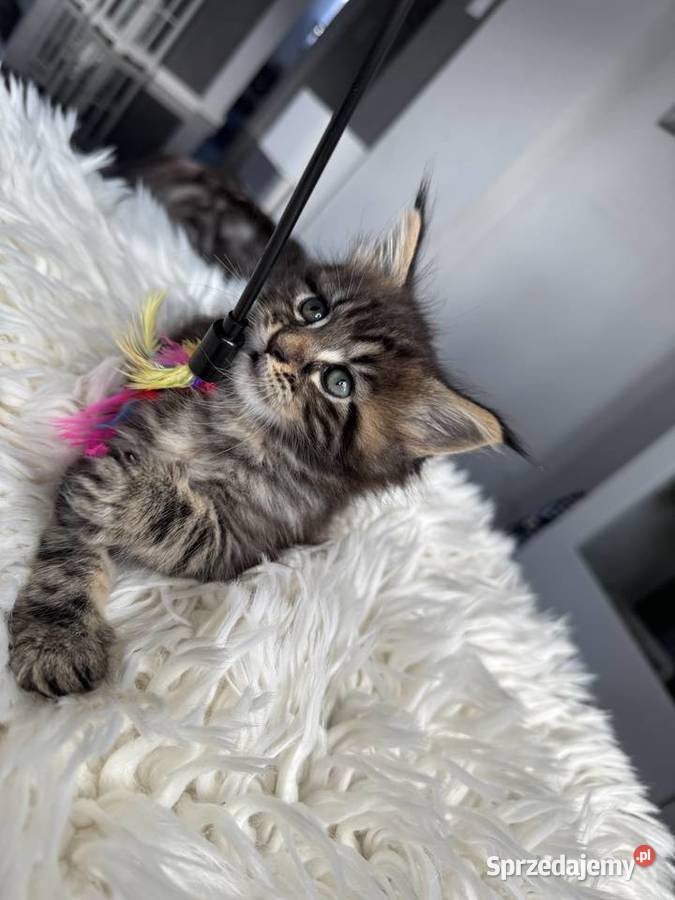Aria kotka Maine Coon Nowa Wieś Lęborska