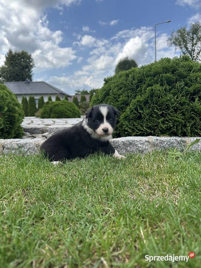 Border Collie szczeniaki FCIZKwP lubuskie Krzeszyce