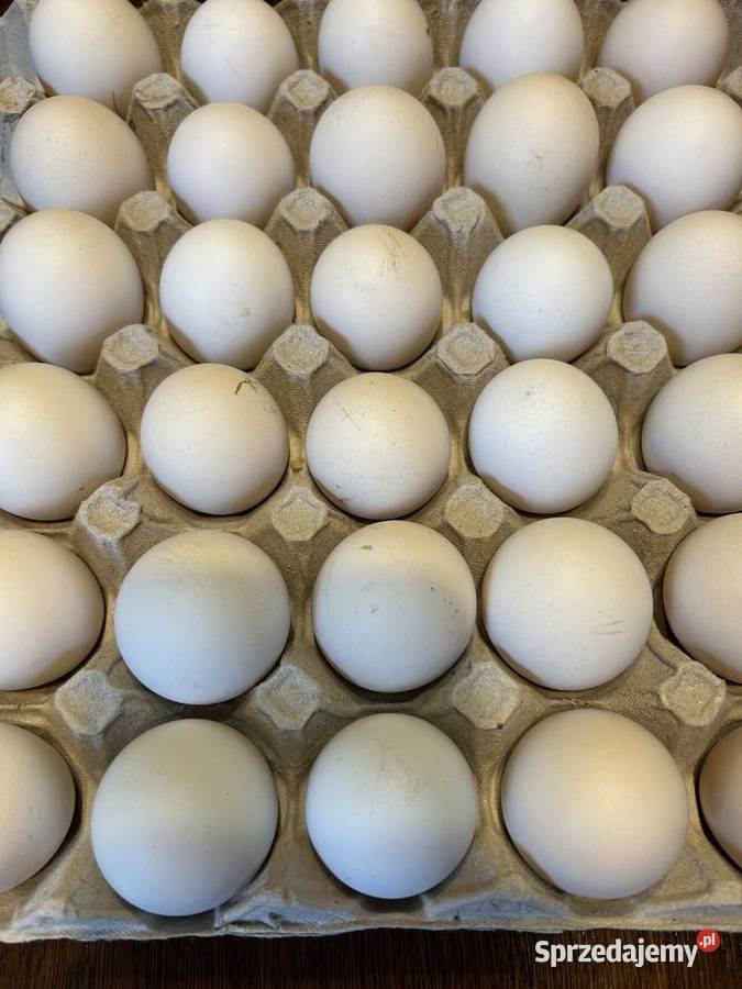 Kury zielononóżka kuropatwiana jaja lęgowe śląskie Pilchowice