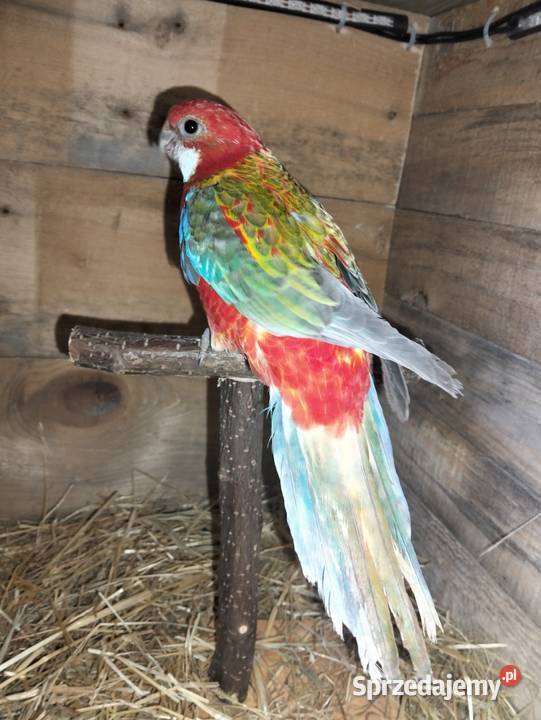 Rozlelle białolice Barcin