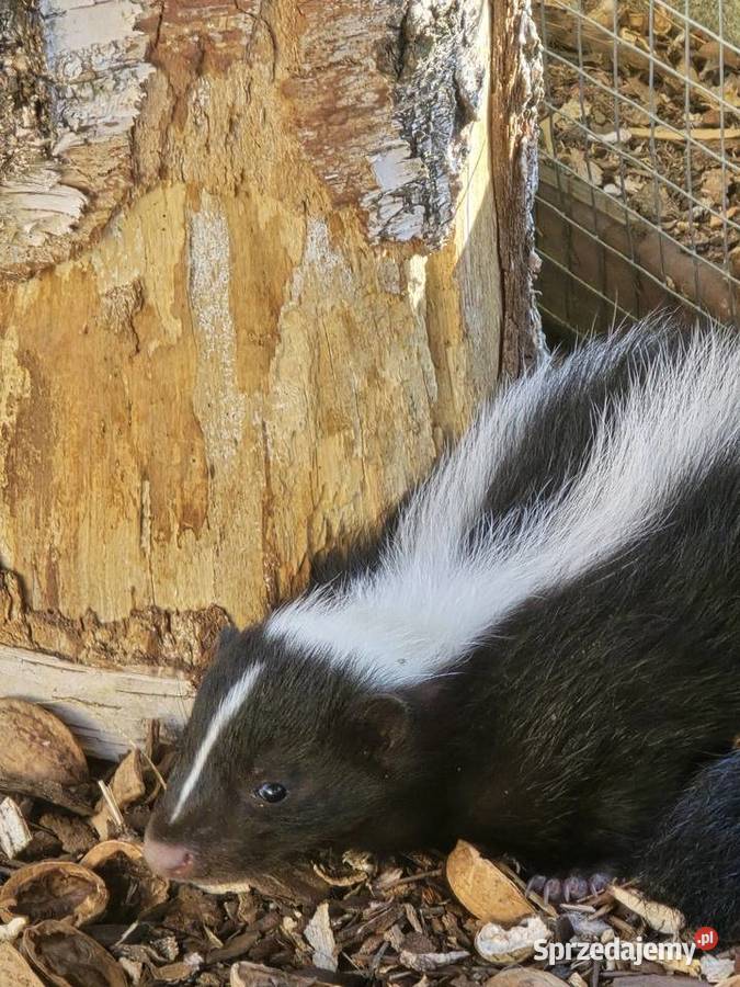 Skunks samiczka Stara Wieś