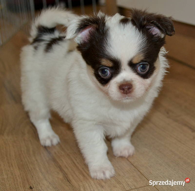 CHIHUAHUA PIĘKNE SZCZENIĘTA Warszawa sprzedam