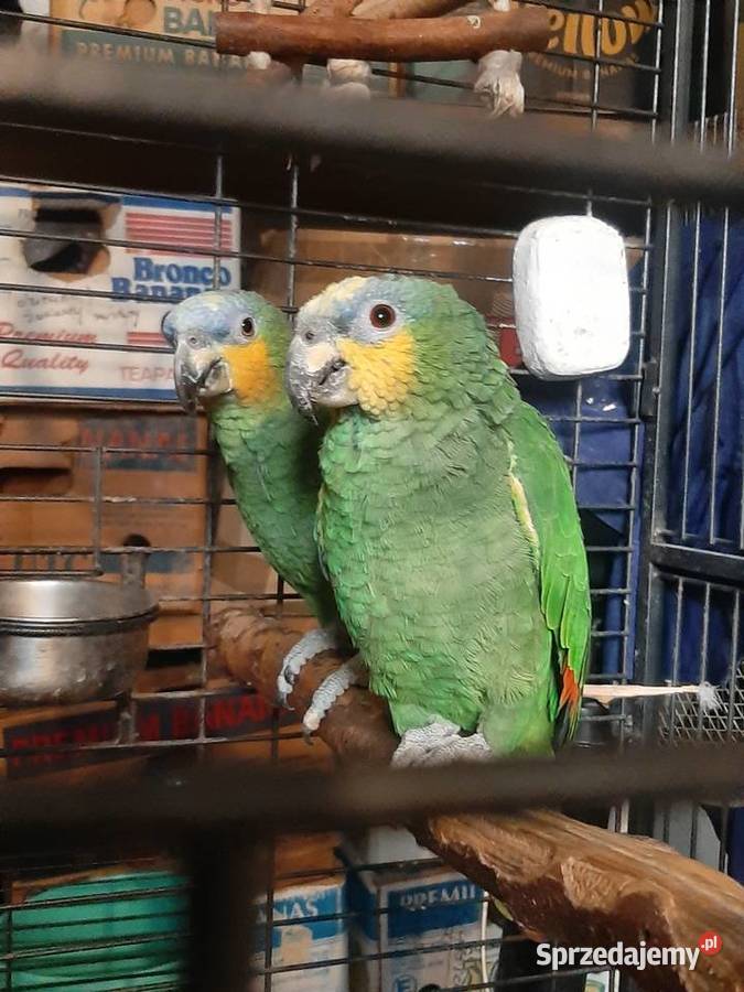 Amazonki kuriki modrobrewe para oswojone Ptaki małopolskie Skała