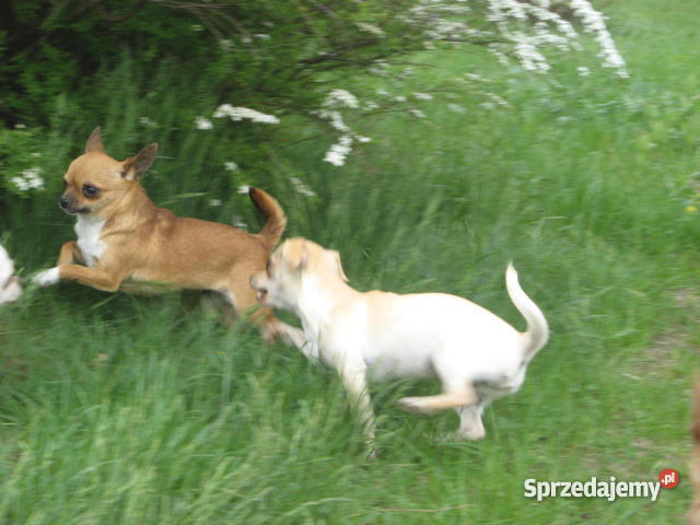 CHIHUAHUA mini najmniejsze cziłała