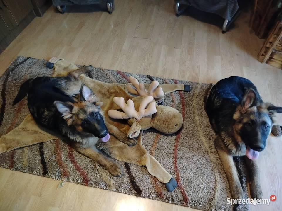 Szczeniaki owczarka niemieckiego Rędziny-Borek sprzedam