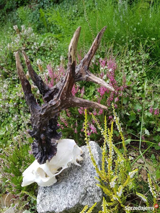 Parostki rekord Polski Orzesze