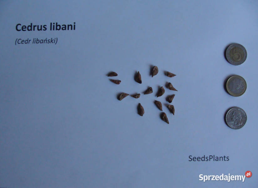CEDR LIBAŃSKI Cedrus libani NASIONA 150 sztuk Lubanie