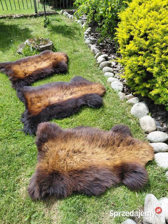 POLSKIE SKÓRY OWCZE Naturalna Skóra Owcza