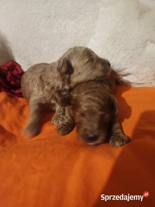 Pudelki toy miniatura szczenięta koniec grudnia sprzedam