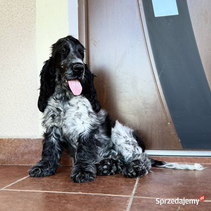 Szczeniak piesek cocker spaniel angielski Pacanów