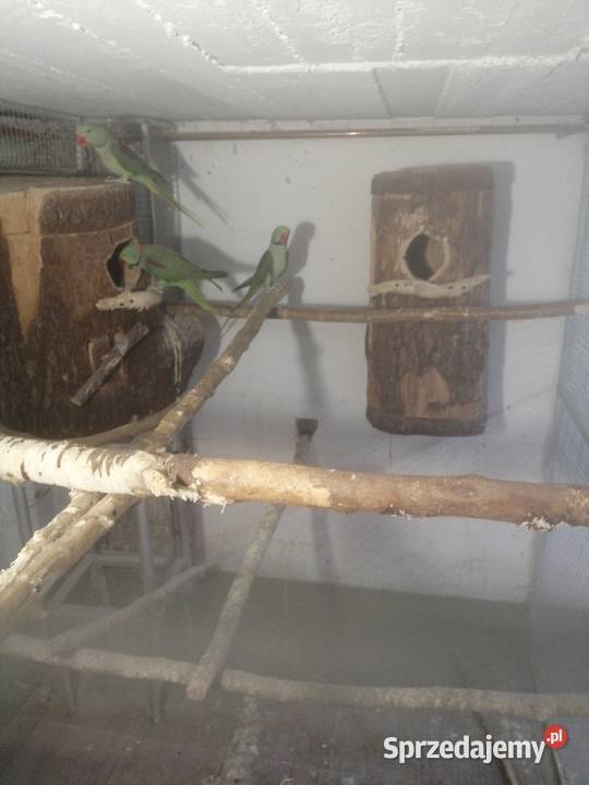 Aleksandretty wielkie dwa samce Pszczyna sprzedam