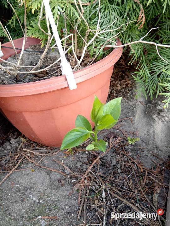 Bez lilak dwukolorowy Liściaste Olesno