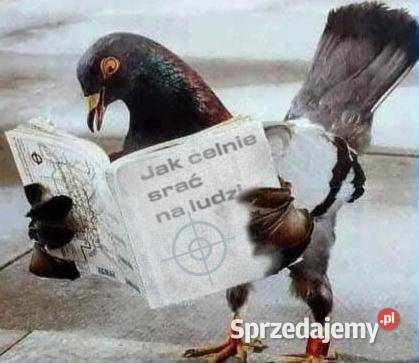 Siatka Kota na Balkon Drzwi i Okna montaż Łódź