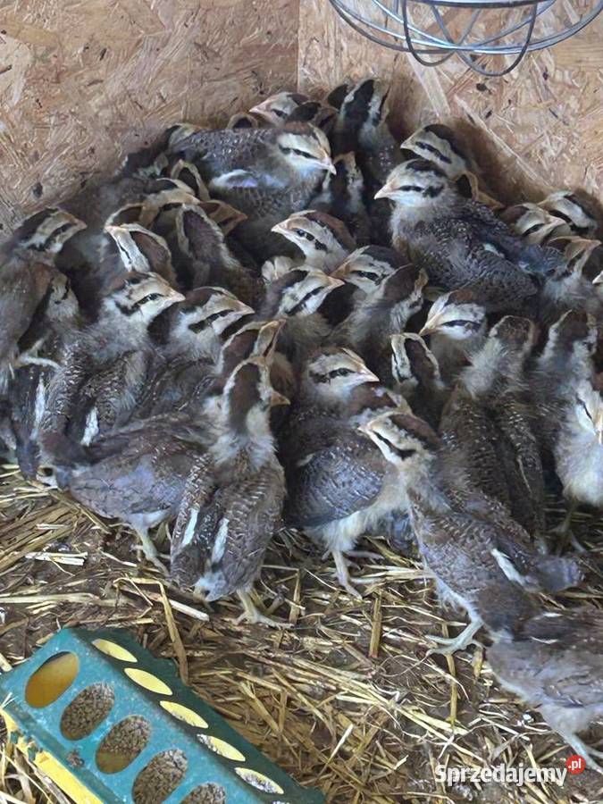 Zielononóżka kuropatwiana przydomowa hodowla Pilchowice