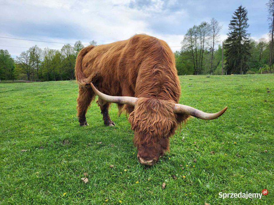 100 Rasowy buhaj byk rozpłodowy highland bydło Czaplinek