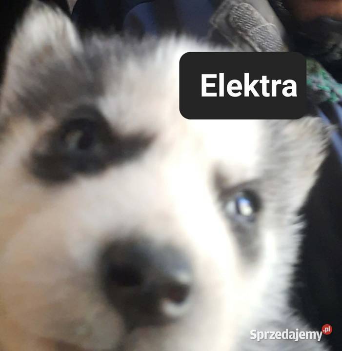 Dostępne szczeniaki rasy Syberian husky Reda sprzedam