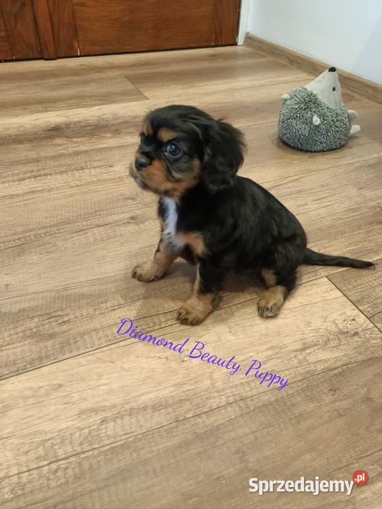 Szczenięta Cavalier King Charles spaniel suczki Tarnowskie Góry