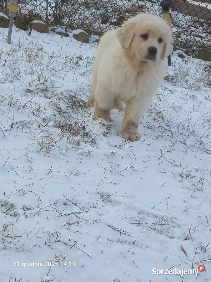 Owczarek podhalański Baranów