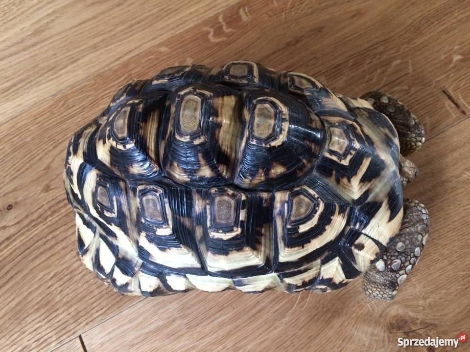 Żółw Lamparci pomorskie Słupsk