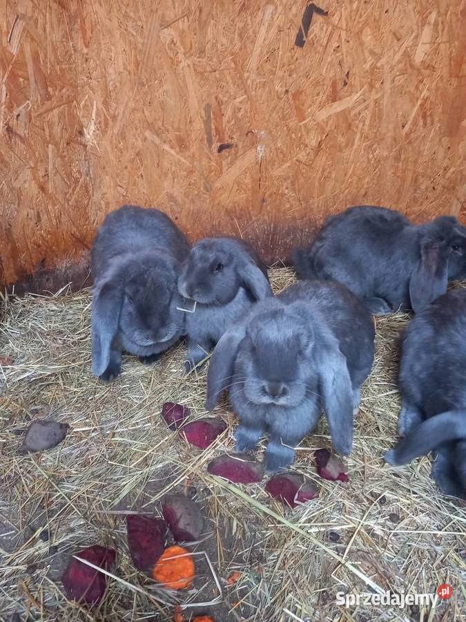 Królik baran francuski niebieski i lawendowy Szczucin sprzedam