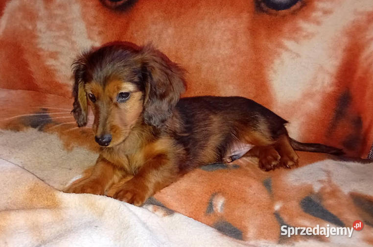 Jamniki długowłose miniaturowe i królicze sprzedam