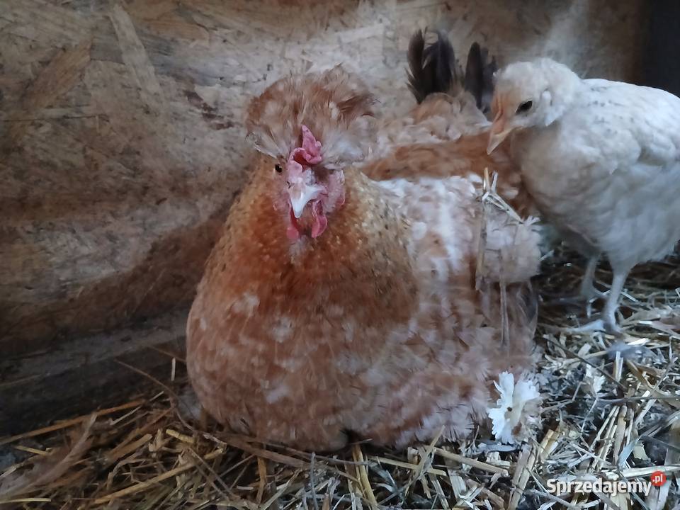 Jajka lęgowe kolorowe zielone i ciemne Hodowla drobiu Piaseczno