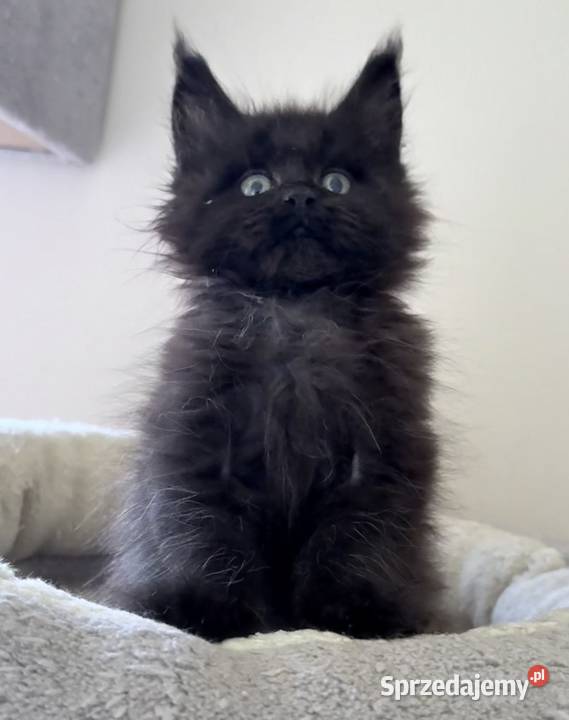 Maine Coon Śliczne kocięta Wińsko