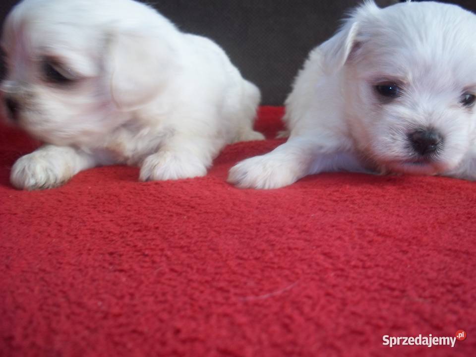 Maltańczyki z rodowodem Maltańczyk Łomża