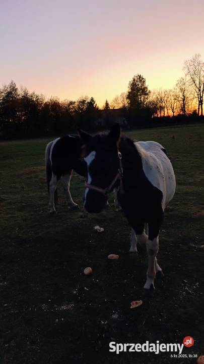 Sprzedam konie Szprotawa sprzedam