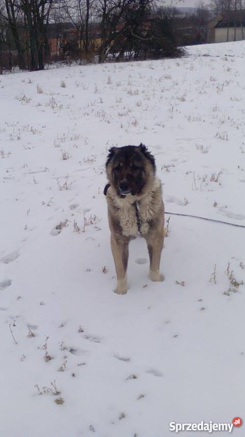 Owczarek środkowoazjatycki Reproduktor Krężoły