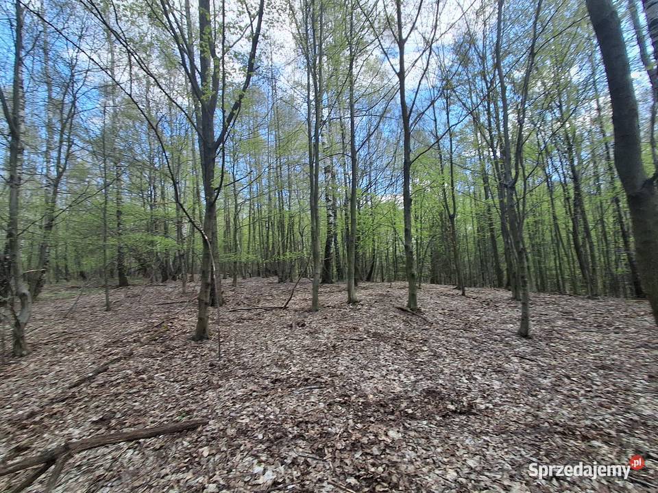 Lipnica Dolna urokliwy młody las Sprzedaż