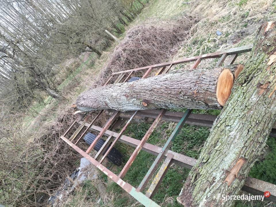 Pień drzewa gruszy Sycyna