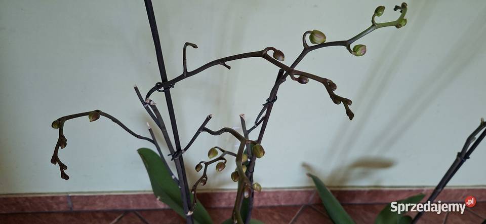 Orchidea biały stoczyk wysokość 7080 wysyłka Morąg