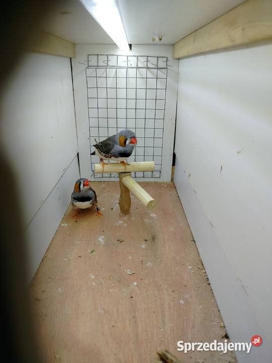 Zeberki samce dorosłe i młode podkarpackie Jarosław