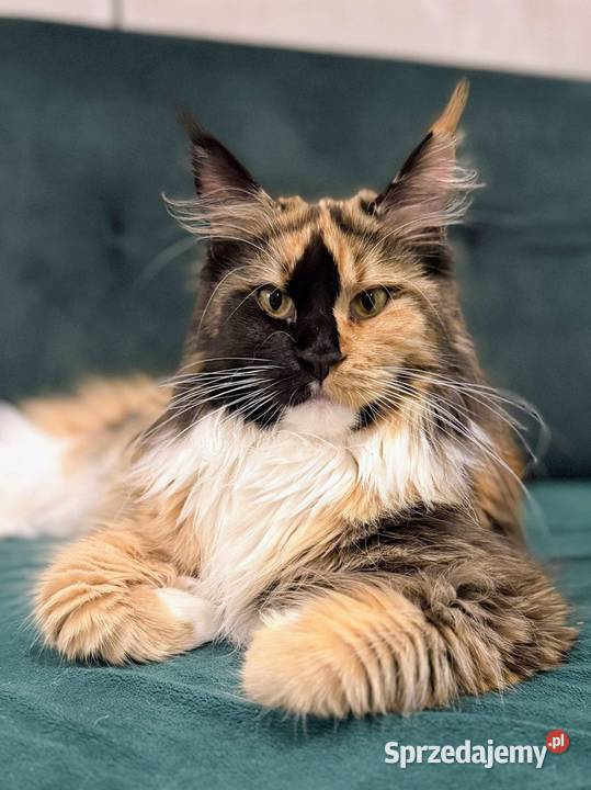 Maine Coon kocur do hodowli Championach sprzedam