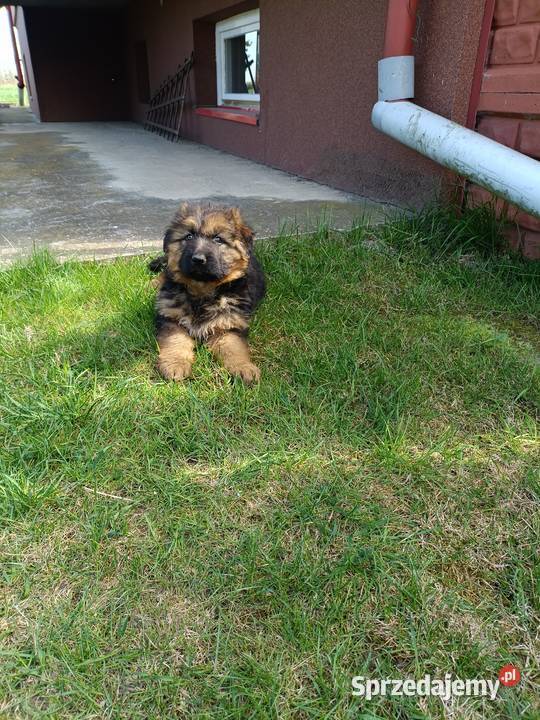 Sprzedam owczarka niemieckiego Ożarów