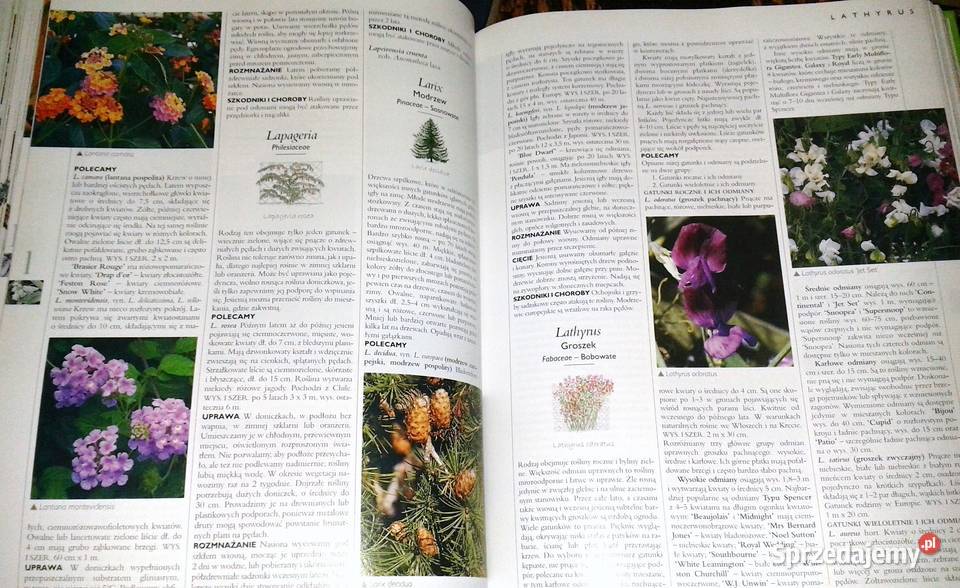 Wielka ilustrowana encyklopedia roślin Chełm