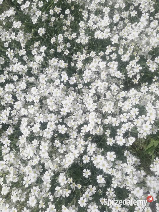 Rogownica kutnerowata szara roślina zadarniająca Rabatowe Poznań