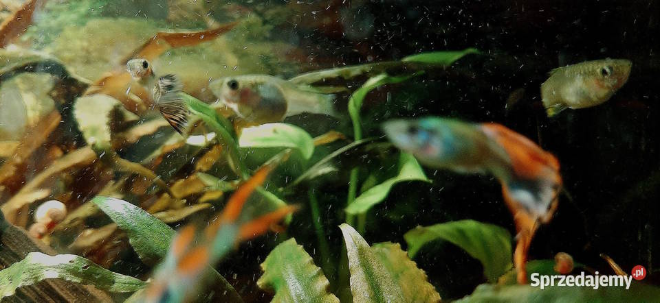 Młody narybek gupika Warszawa