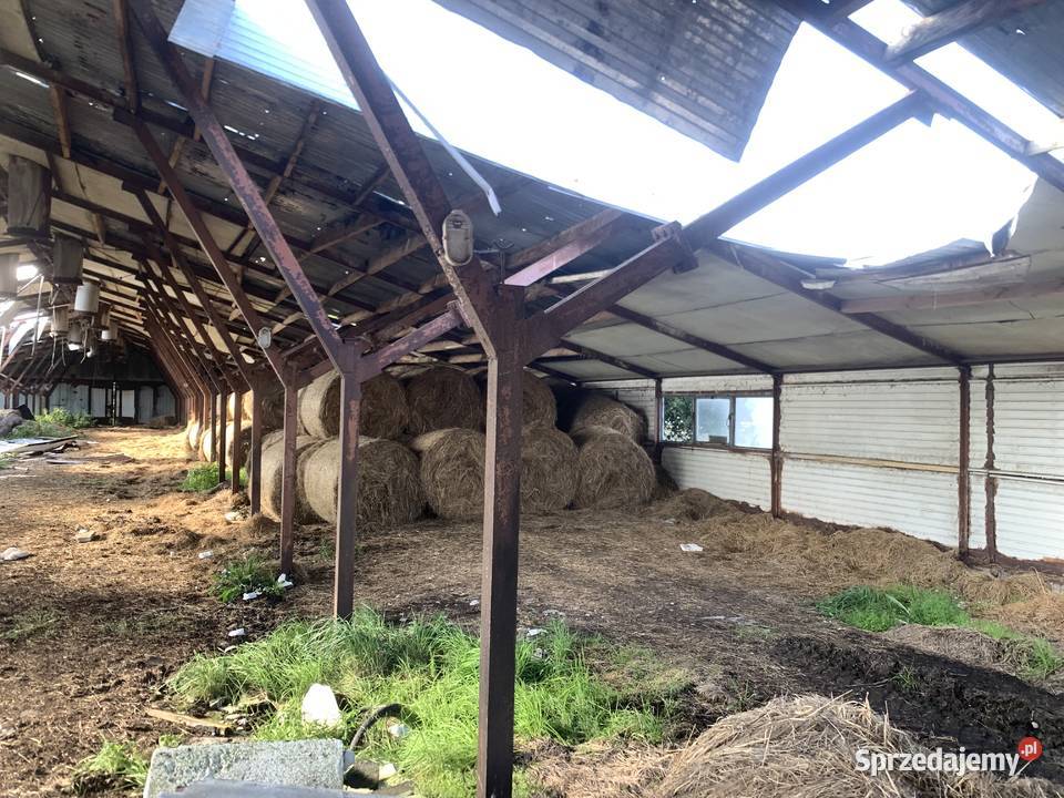 chlewnia 1350m2 PGR do rozbiórki na elementy warmińsko-mazurskie Górowo Iławeckie