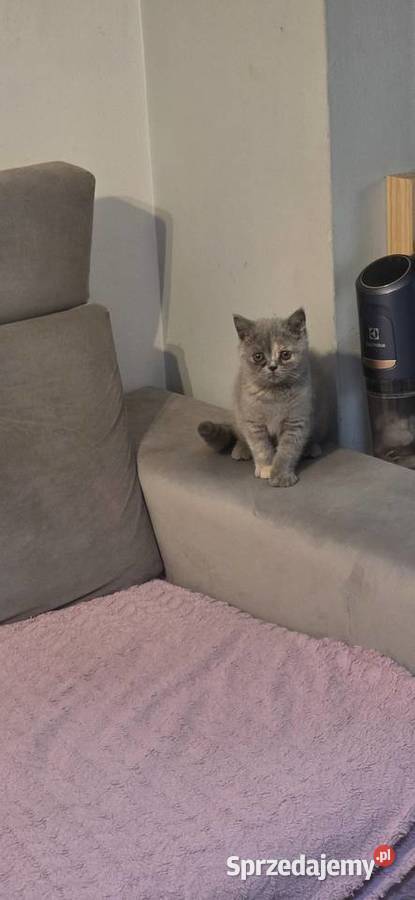 Kotka brytyjska z rodowodem już do odbioru dolnośląskie Wrocław