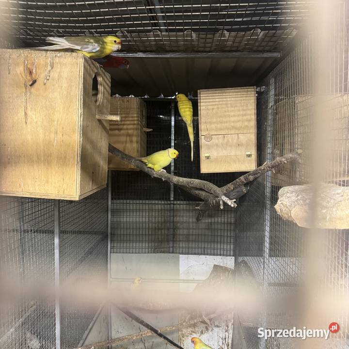 Sprzedam papugi sprzedam